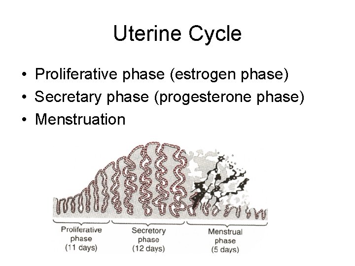 Uterine Cycle • Proliferative phase (estrogen phase) • Secretary phase (progesterone phase) • Menstruation