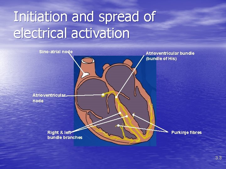 Initiation and spread of electrical activation Sino-atrial node Atrioventricular bundle (bundle of His) Atrioventricular