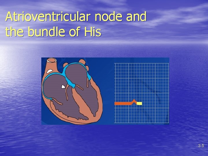 Atrioventricular node and the bundle of His 3. 5 