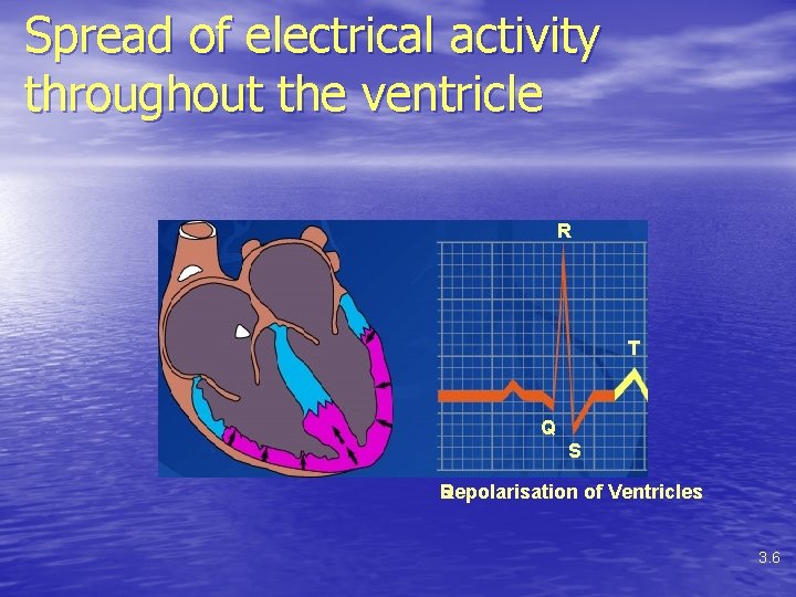 Spread of electrical activity throughout the ventricle R T Q S Depolarisation of Ventricles