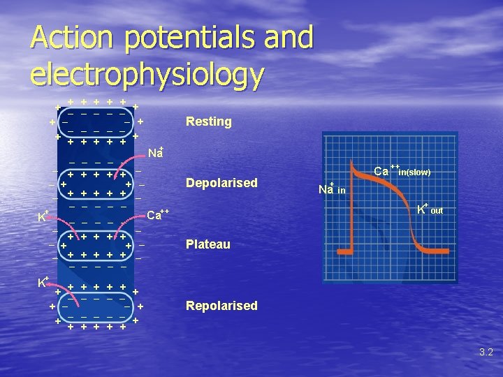 Action potentials and electrophysiology + + _ _ _ _ _ + + +