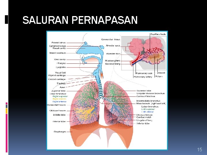 SALURAN PERNAPASAN 15 