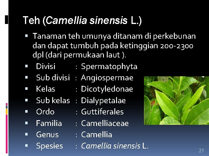 Teh (Camellia sinensis L. ) Tanaman teh umunya ditanam di perkebunan dapat tumbuh pada