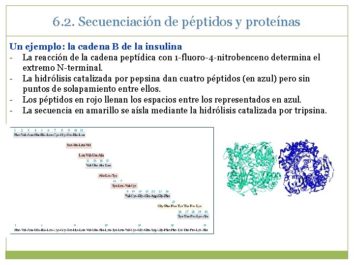 6. 2. Secuenciación de péptidos y proteínas Un ejemplo: la cadena B de la