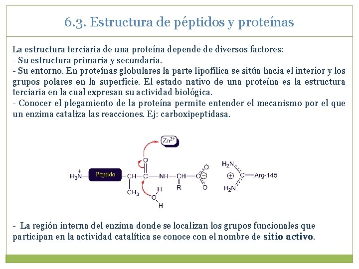 6. 3. Estructura de péptidos y proteínas La estructura terciaria de una proteína depende