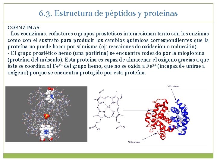 6. 3. Estructura de péptidos y proteínas COENZIMAS - Los coenzimas, cofactores o grupos
