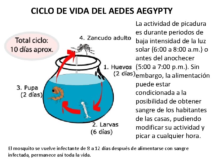 CICLO DE VIDA DEL AEDES AEGYPTY La actividad de picadura es durante periodos de