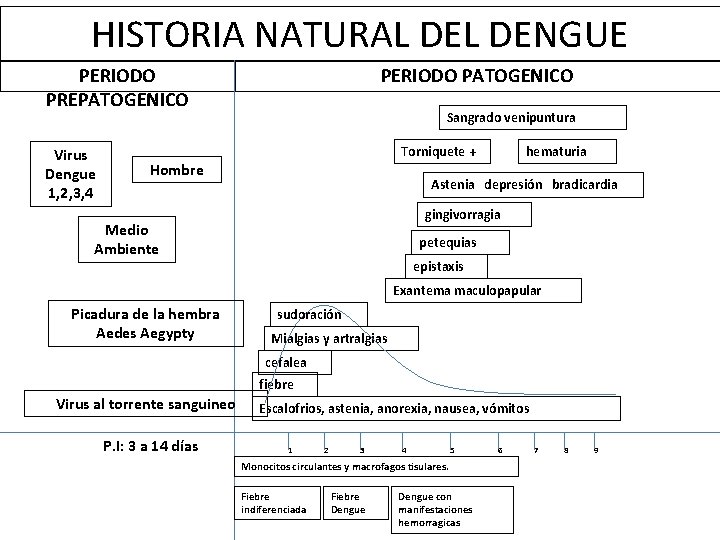 HISTORIA NATURAL DENGUE PERIODO PREPATOGENICO Virus Dengue 1, 2, 3, 4 PERIODO PATOGENICO Sangrado