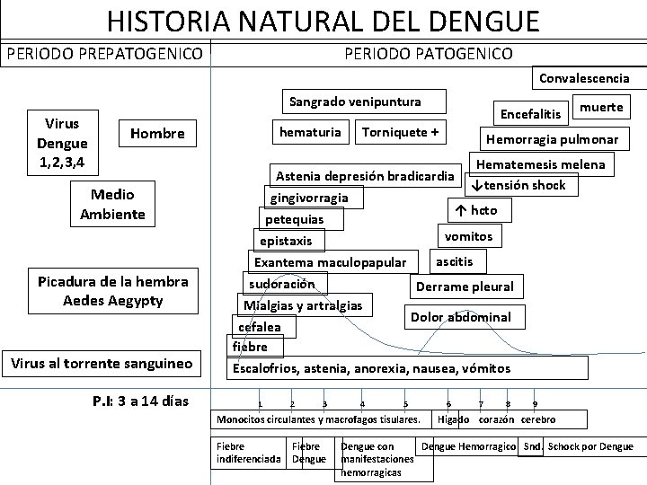 HISTORIA NATURAL DENGUE PERIODO PREPATOGENICO PERIODO PATOGENICO Convalescencia Sangrado venipuntura Virus Dengue 1, 2,