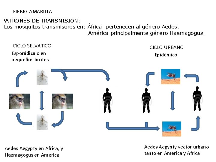FIEBRE AMARILLA PATRONES DE TRANSMISION: Los mosquitos transmisores en: África pertenecen al género Aedes.