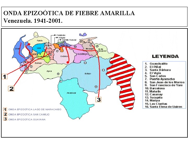 ONDA EPIZOÓTICA DE FIEBRE AMARILLA Venezuela. 1941 -2001. 