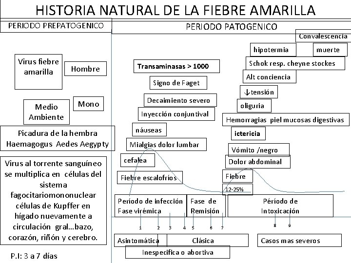 HISTORIA NATURAL DE LA FIEBRE AMARILLA PERIODO PREPATOGENICO PERIODO PATOGENICO Convalescencia hipotermia Virus fiebre