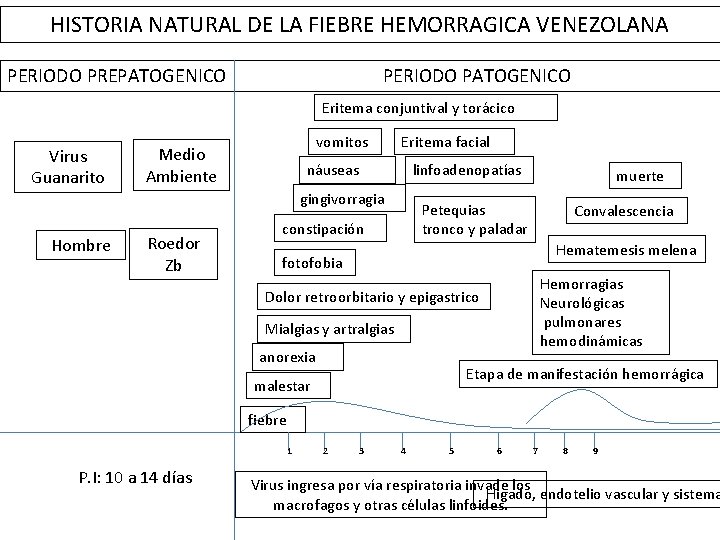 HISTORIA NATURAL DE LA FIEBRE HEMORRAGICA VENEZOLANA PERIODO PREPATOGENICO PERIODO PATOGENICO Eritema conjuntival y