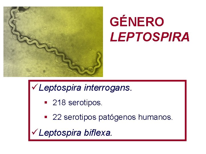 GÉNERO LEPTOSPIRA üLeptospira interrogans. § 218 serotipos. § 22 serotipos patógenos humanos. üLeptospira biflexa.