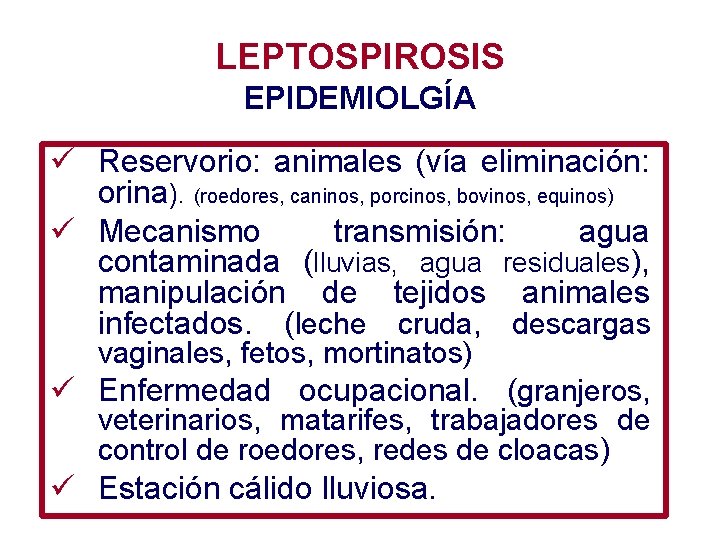 LEPTOSPIROSIS EPIDEMIOLGÍA ü Reservorio: animales (vía eliminación: orina). (roedores, caninos, porcinos, bovinos, equinos) ü