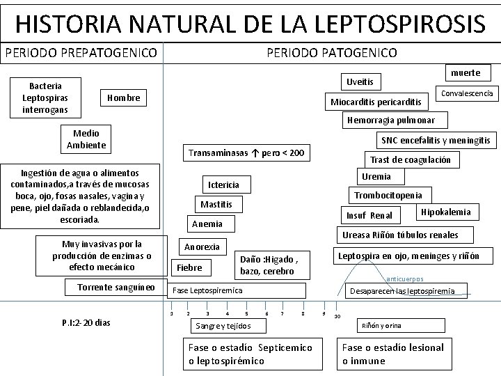 HISTORIA NATURAL DE LA LEPTOSPIROSIS PERIODO PREPATOGENICO PERIODO PATOGENICO muerte Uveitis Bacteria Leptospiras interrogans