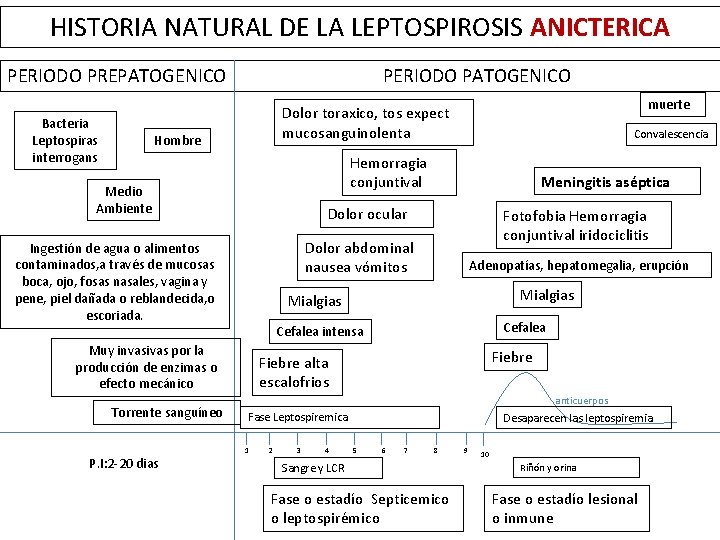 HISTORIA NATURAL DE LA LEPTOSPIROSIS ANICTERICA PERIODO PREPATOGENICO Bacteria Leptospiras interrogans PERIODO PATOGENICO Hombre