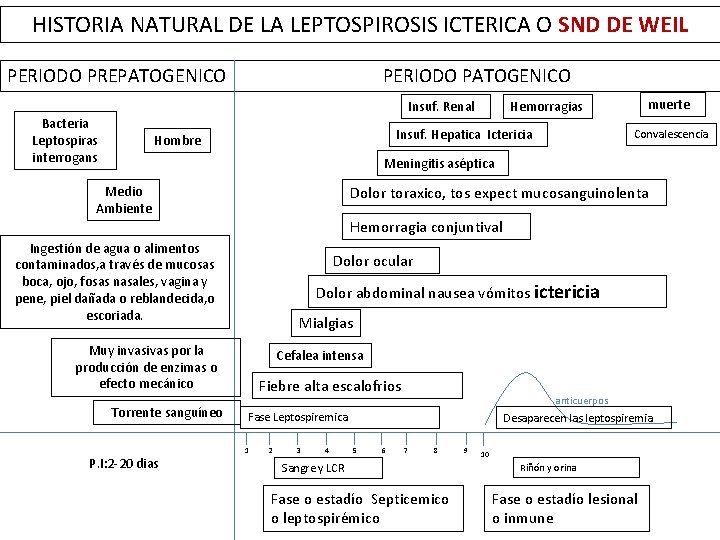 HISTORIA NATURAL DE LA LEPTOSPIROSIS ICTERICA O SND DE WEIL PERIODO PREPATOGENICO PERIODO PATOGENICO