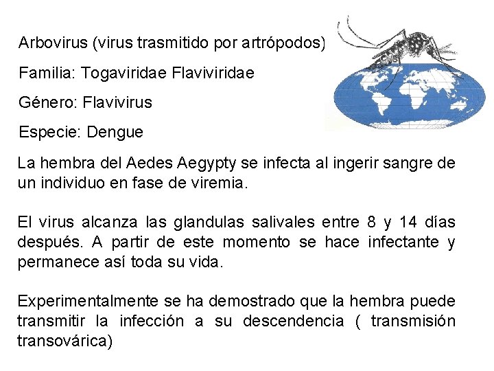 Arbovirus (virus trasmitido por artrópodos) Familia: Togaviridae Flaviviridae Género: Flavivirus Especie: Dengue La hembra