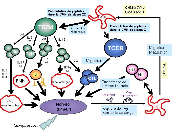 GANGLION DRAINANT Présentation de peptides dans le CMH de classe II TCD 4 Th