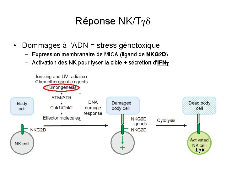 Réponse NK/Tγδ • Dommages à l’ADN = stress génotoxique – Expression membranaire de MICA