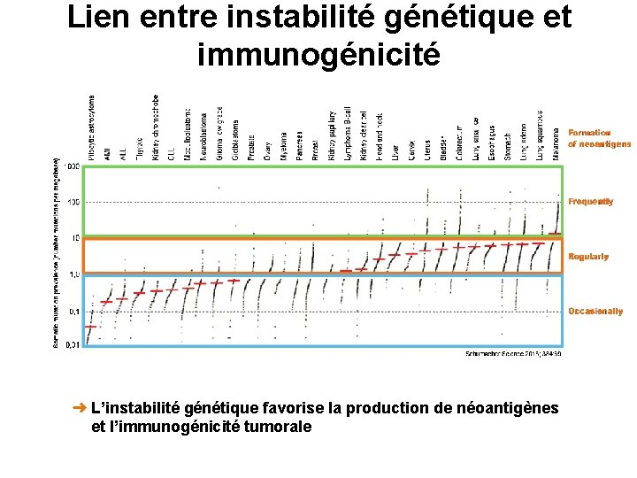 Lien entre instabilité génétique et immunogénicité ➜ L’instabilité génétique favorise la production de néoantigènes