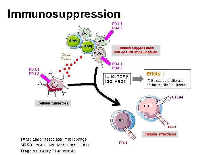 Immunosuppression PD-L 1 PD-L 2 i. DC i. Treg TAM n. Treg CCL 22