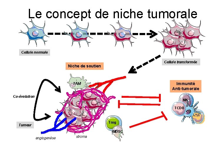 Le concept de niche tumorale Cellule normale Cellule transformée Niche de soutien TAM Immunité