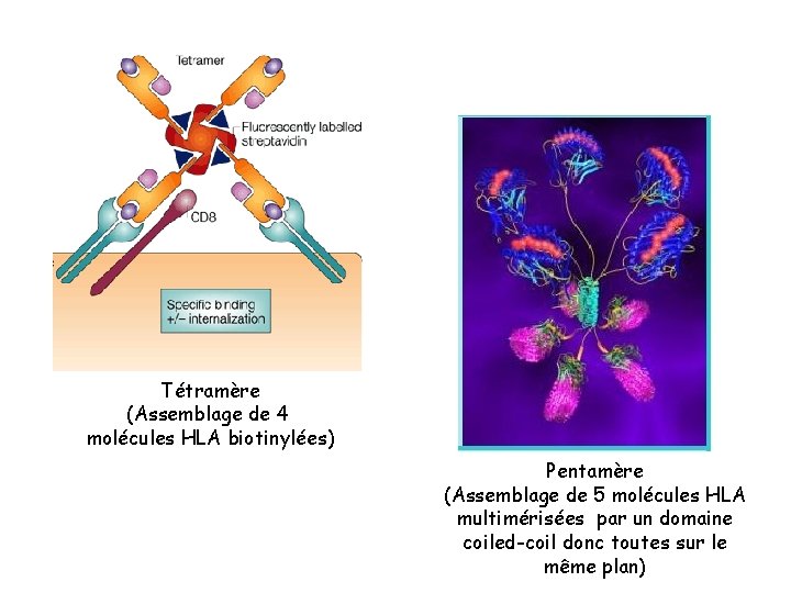 Tétramère (Assemblage de 4 molécules HLA biotinylées) Pentamère (Assemblage de 5 molécules HLA multimérisées