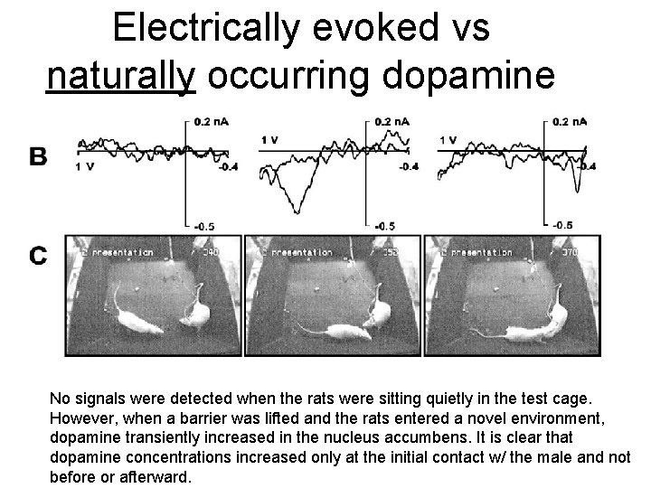 Electrically evoked vs naturally occurring dopamine No signals were detected when the rats were Electrically evoked vs naturally occurring dopamine No signals were detected when the rats were