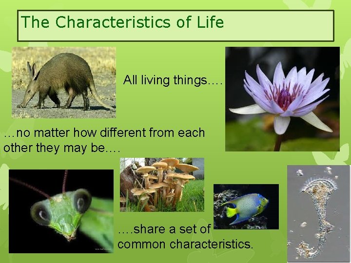The Characteristics of Life All living things…. …no matter how different from each other