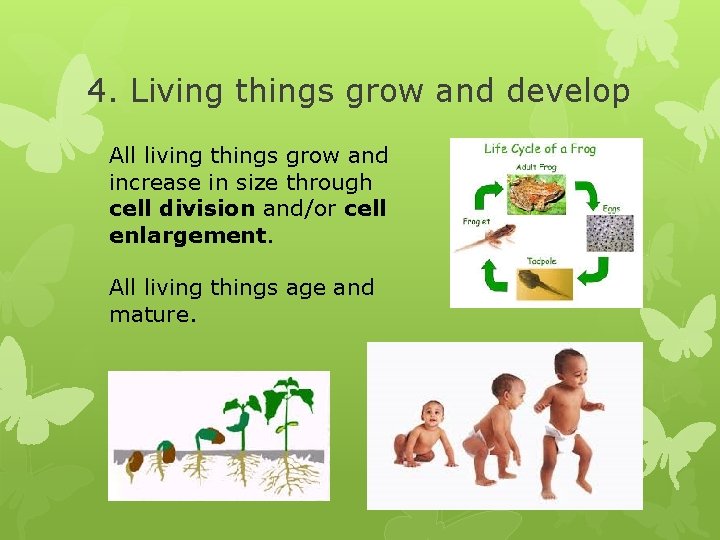 4. Living things grow and develop All living things grow and increase in size