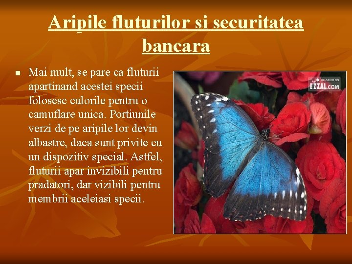 Aripile fluturilor si securitatea bancara n Mai mult, se pare ca fluturii apartinand acestei