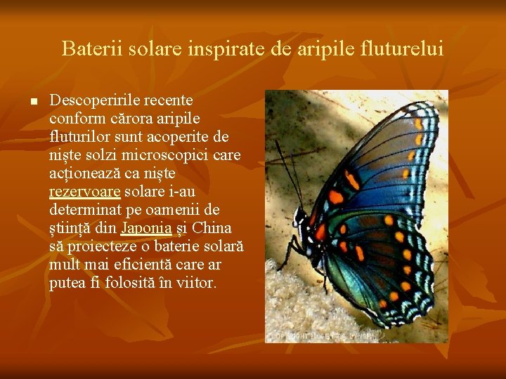 Baterii solare inspirate de aripile fluturelui n Descoperirile recente conform cărora aripile fluturilor sunt