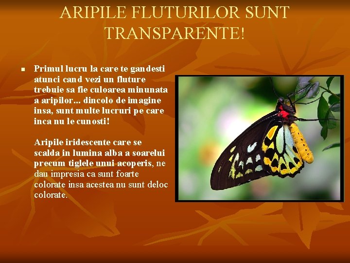 ARIPILE FLUTURILOR SUNT TRANSPARENTE! n Primul lucru la care te gandesti atunci cand vezi