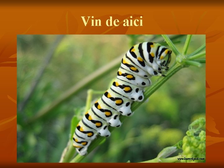 Vin de aici 