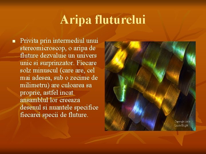 Aripa fluturelui n Privita prin intermediul unui stereomicroscop, o aripa de fluture dezvaluie un