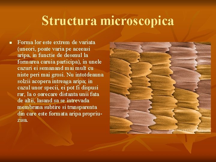 Structura microscopica n Forma lor este extrem de variata (uneori, poate varia pe aceeasi
