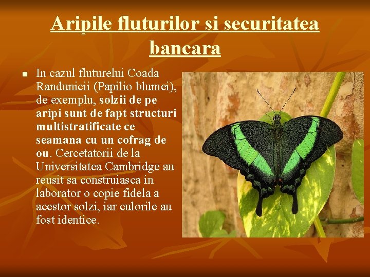 Aripile fluturilor si securitatea bancara n In cazul fluturelui Coada Randunicii (Papilio blumei), de