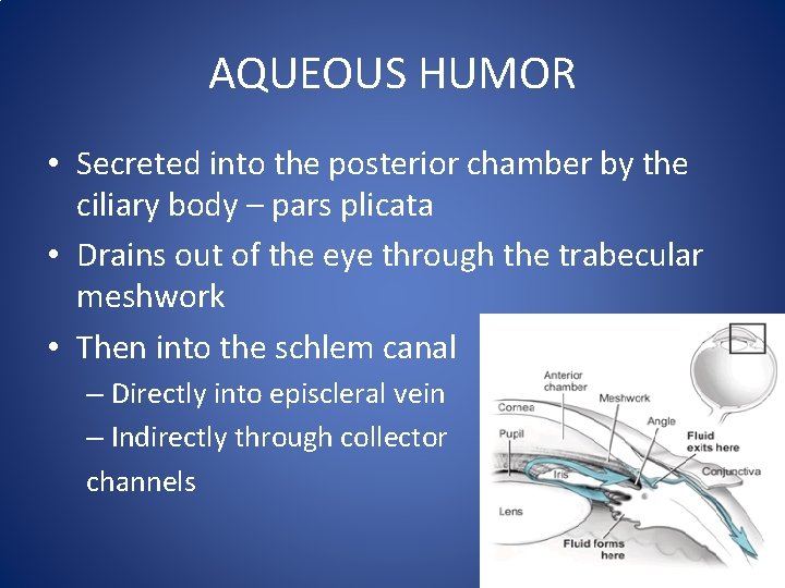 AQUEOUS HUMOR • Secreted into the posterior chamber by the ciliary body – pars
