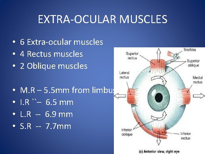 EXTRA-OCULAR MUSCLES • 6 Extra-ocular muscles • 4 Rectus muscles • 2 Oblique muscles
