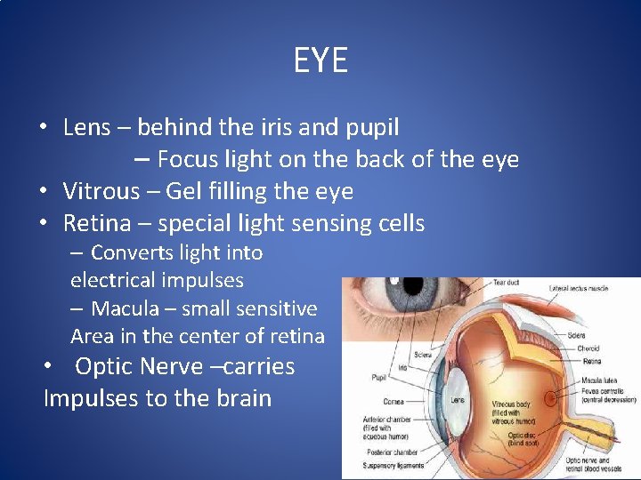 EYE • Lens – behind the iris and pupil – Focus light on the