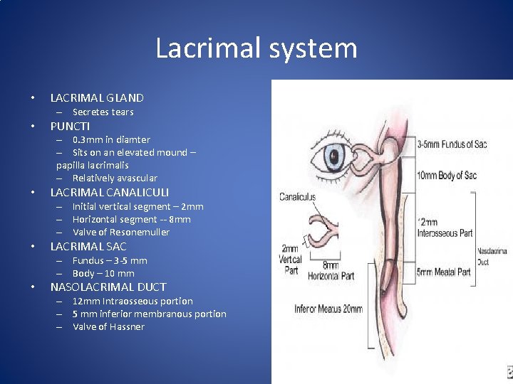 Lacrimal system • LACRIMAL GLAND – Secretes tears • PUNCTI – 0. 3 mm