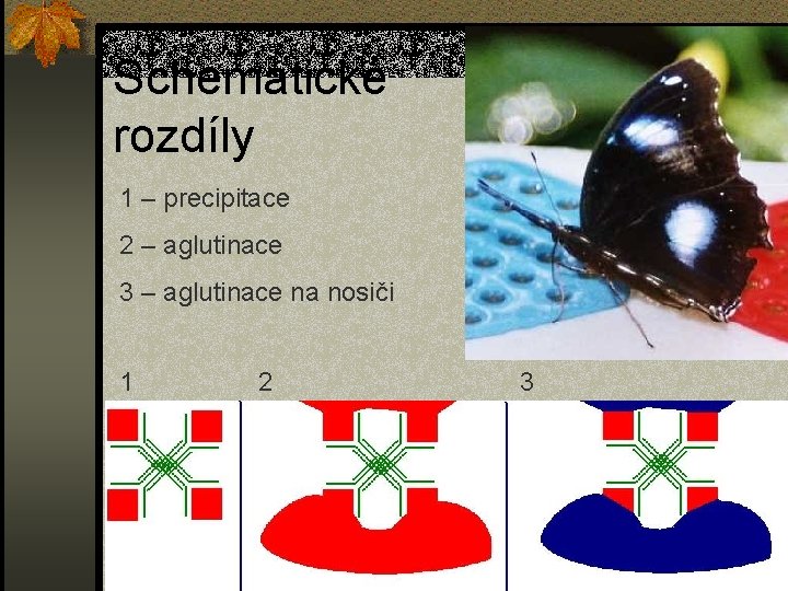 Schematické rozdíly 1 – precipitace 2 – aglutinace 3 – aglutinace na nosiči 1