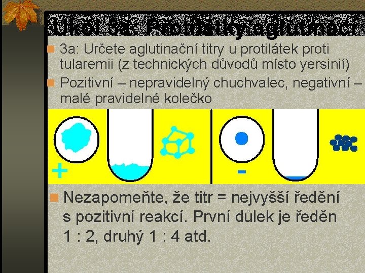 Úkol 3 a: Protilátky aglutinací n 3 a: Určete aglutinační titry u protilátek proti