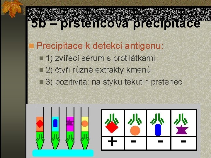 5 b – prstencová precipitace n Precipitace k detekci antigenu: n 1) zvířecí sérum