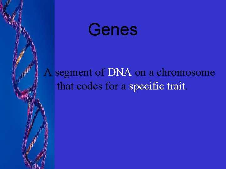 Genes A segment of DNA on a chromosome that codes for a specific trait.