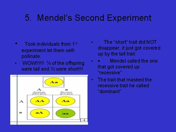 5. Mendel’s Second Experiment • Took individuals from 1 st experiment let them selfpollinate.