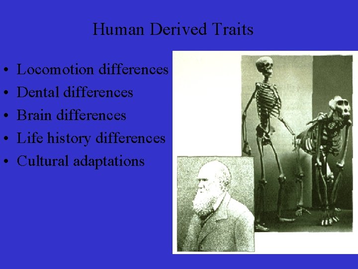 Human Derived Traits • • • Locomotion differences Dental differences Brain differences Life history