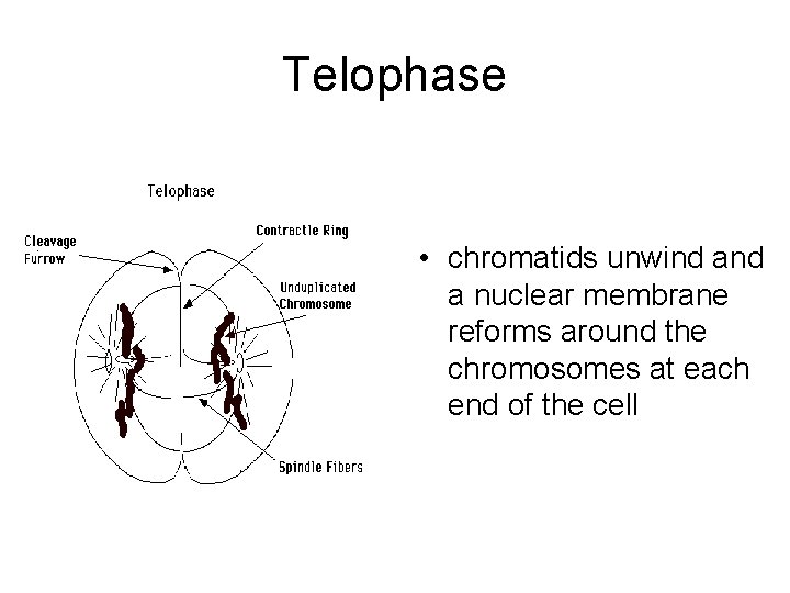 Telophase • chromatids unwind a nuclear membrane reforms around the chromosomes at each end